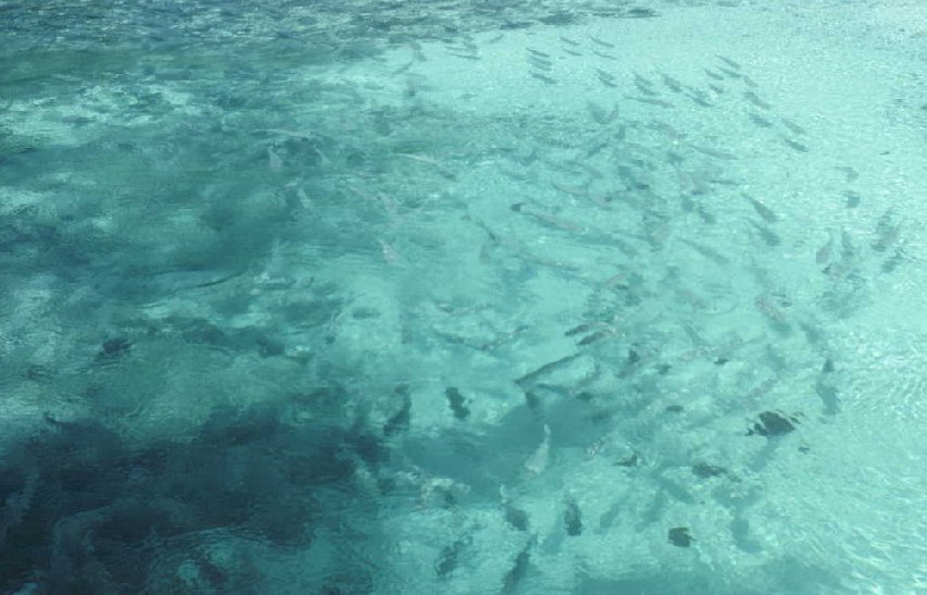 School of Mullet - Diego Garcia 1982